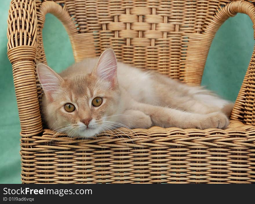 Silver fawn somali cat relaxing on a wicker chair with a green background