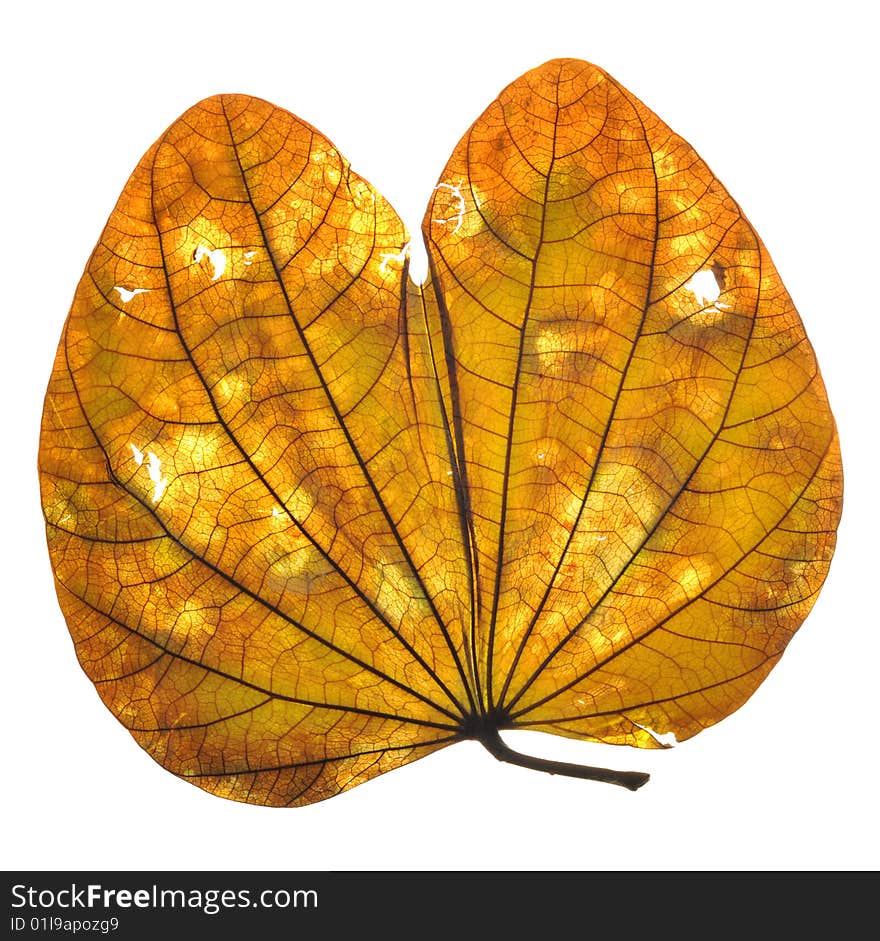 leaf isolated on white background