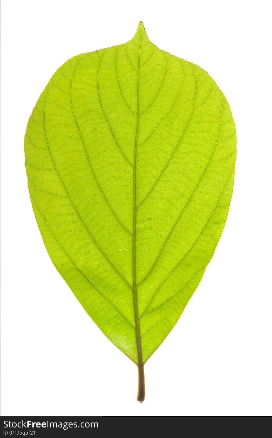 Leaf on white background , transparent