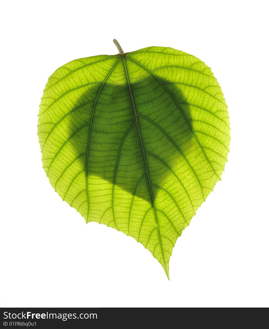 Close-up leaf in white background