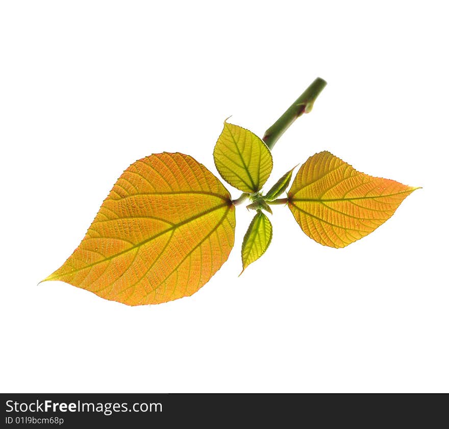 Tender leaves on white background