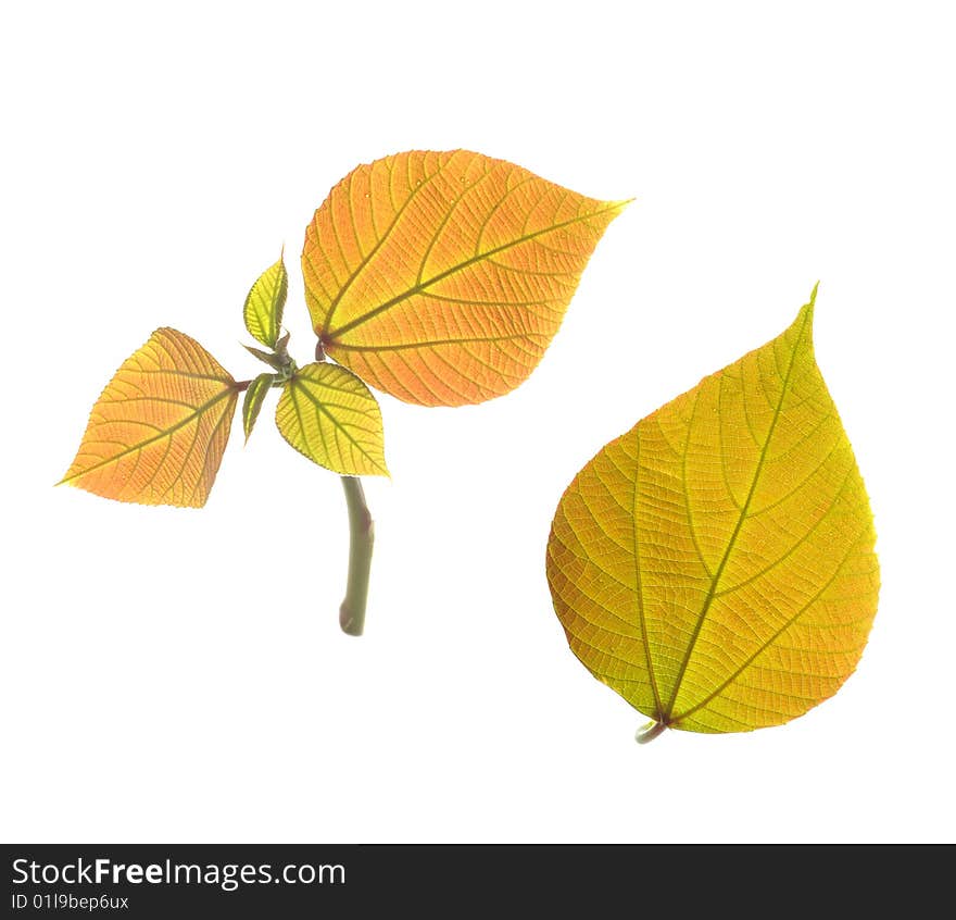 Tender leaves on white background