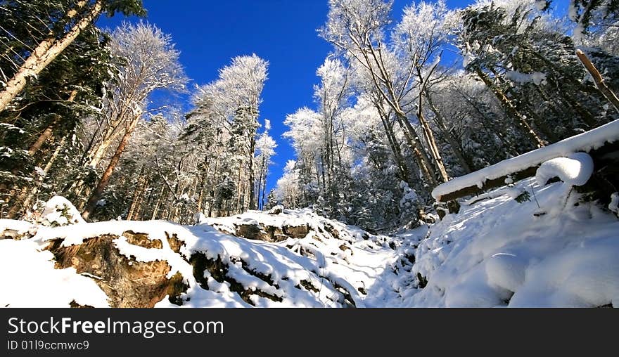 Winter fairy tale with trees dressed in white and snowflakes dancing with the wind. Winter fairy tale with trees dressed in white and snowflakes dancing with the wind.