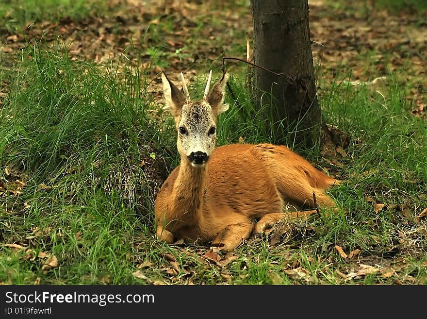 Roe-deer relax in the forest