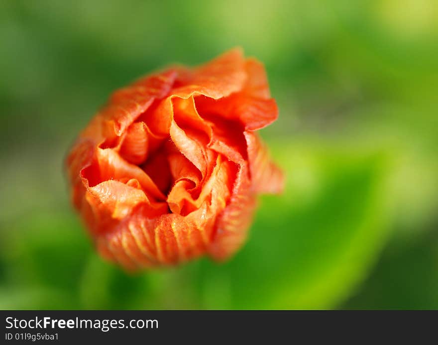 Hibiscus Flower