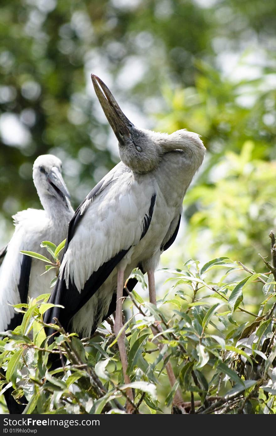 Open bill stork stretching its long neck back on tree top. Open bill stork stretching its long neck back on tree top