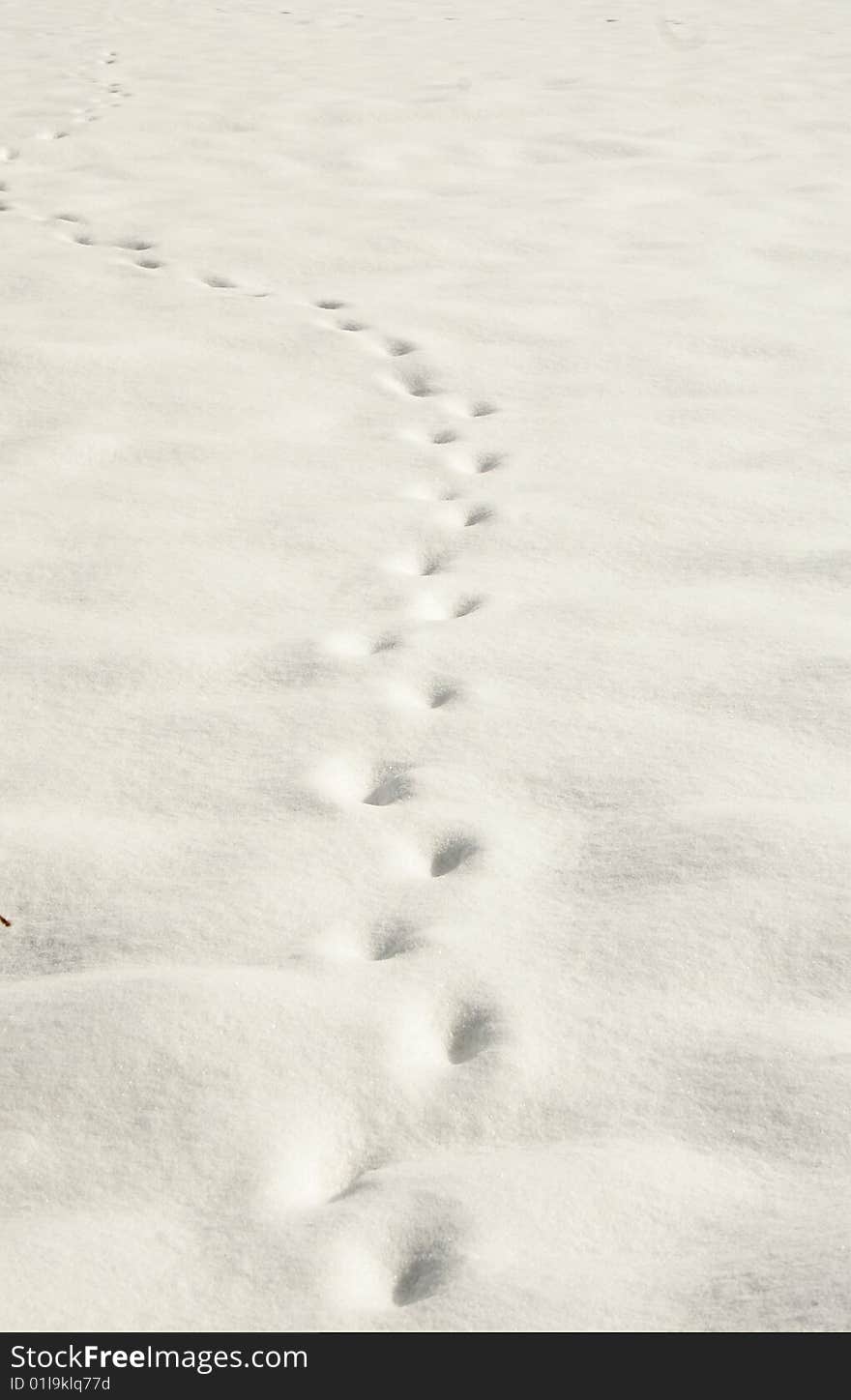 footprint on the white snow