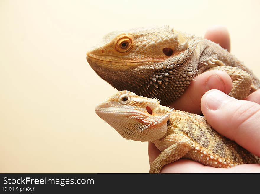 Two reptiles in the hand. Two reptiles in the hand