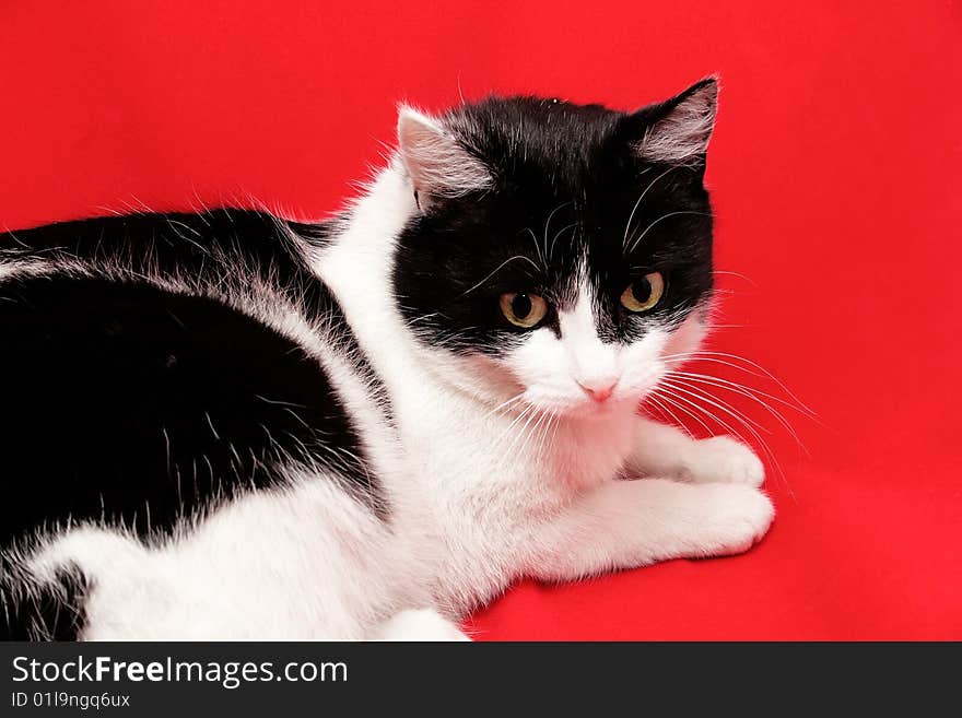 Cat on the red background