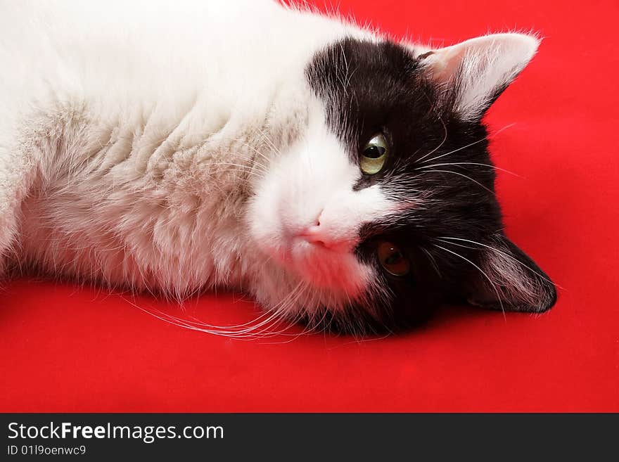 Cat on the red background