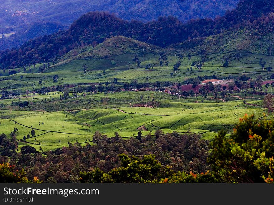 Trip to mountain peak showing green grass and sawah (rice fields). Trip to mountain peak showing green grass and sawah (rice fields).