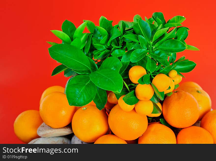 Bright ripe oranges under the green branches. Bright ripe oranges under the green branches