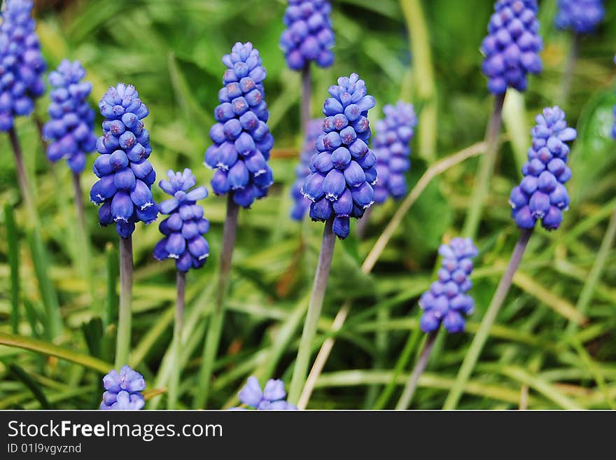 Sapphire Grape Hiacynth Flowers