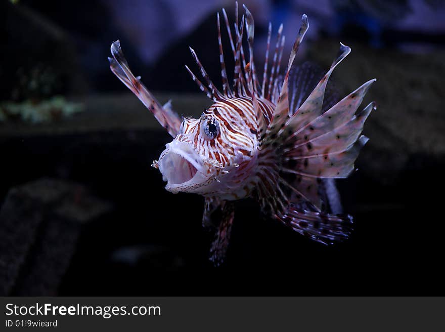 Lionfish