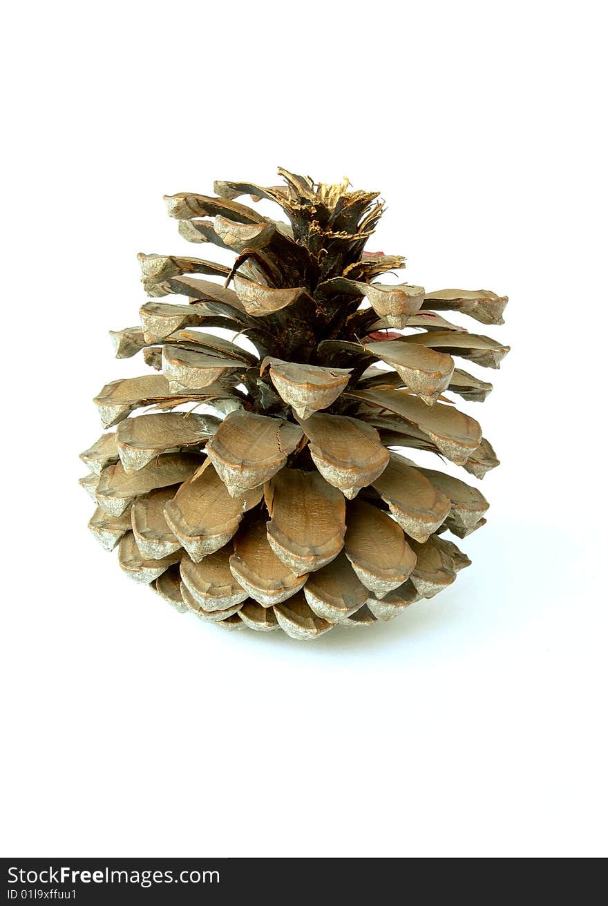 The cedar cone