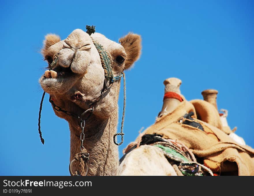 Chewing camel