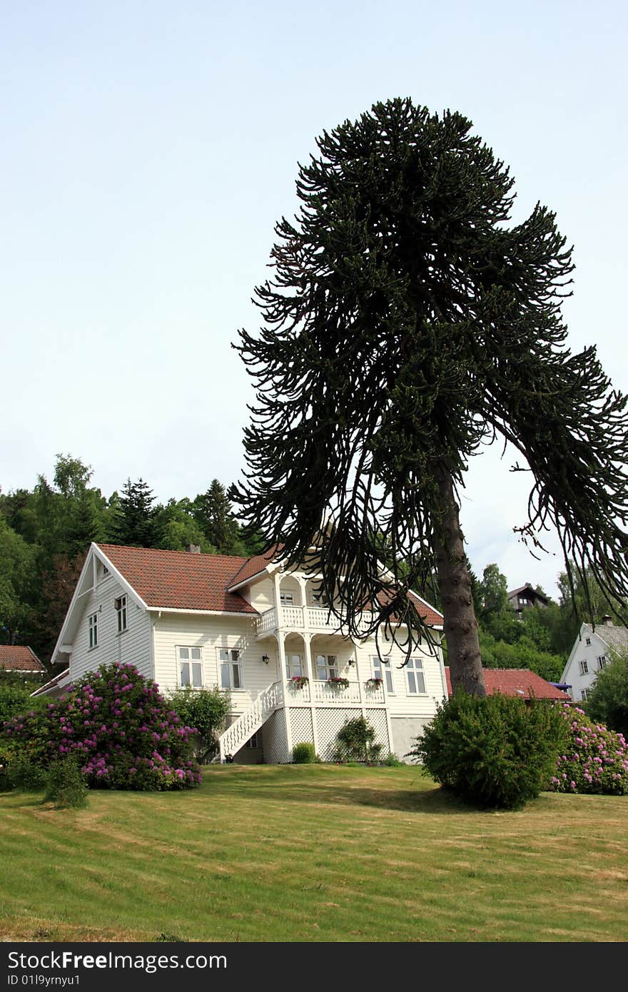 Monkey tree near a wood house in Norway. Monkey tree near a wood house in Norway