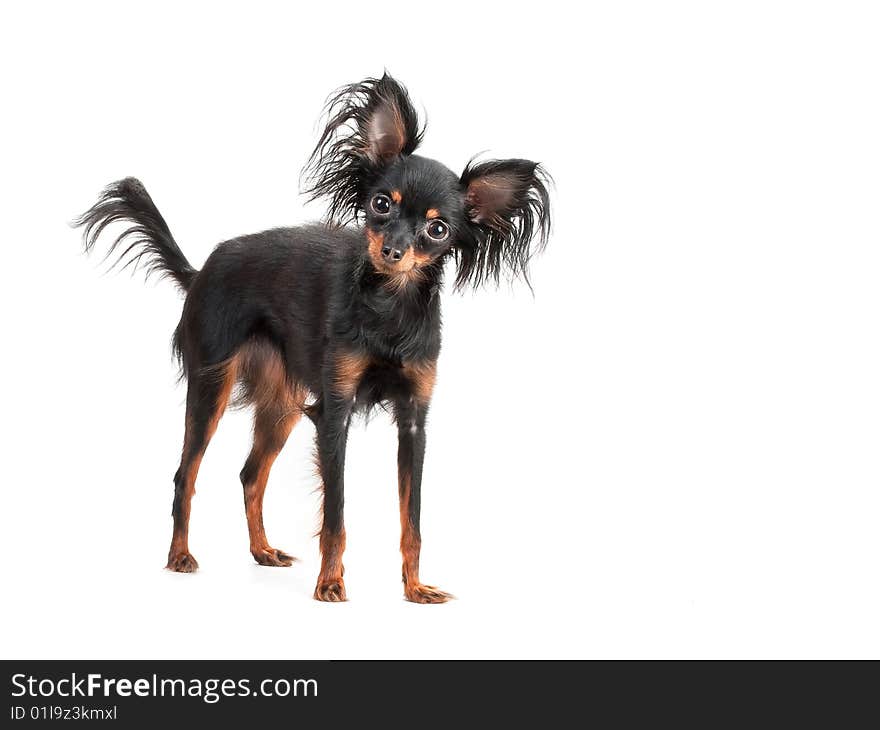 Female of Moscow long-haired toy terrier, standed on white background.