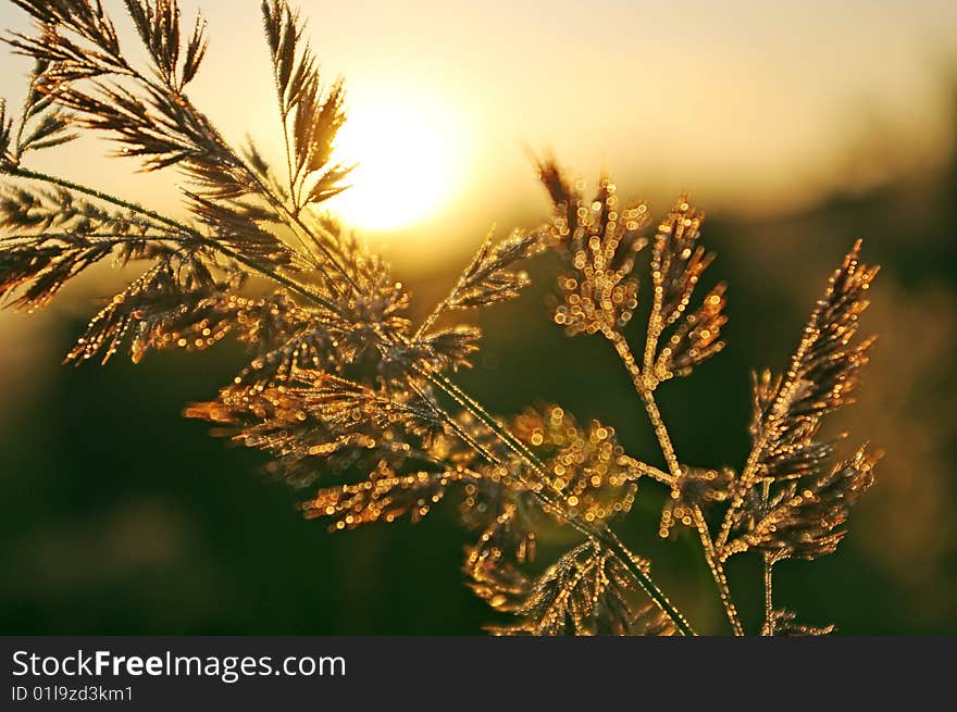 Patches of light on a grass