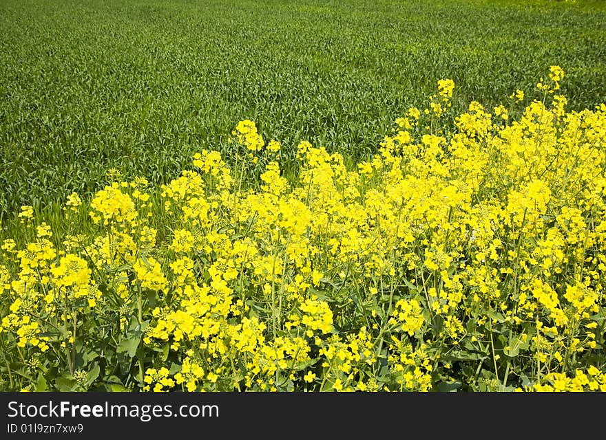 Beautiful farmland view with cole flowers