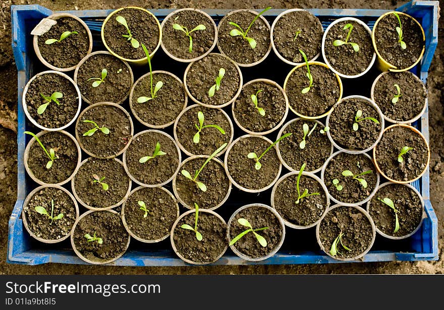 Rows of green crops in pots ready to plant