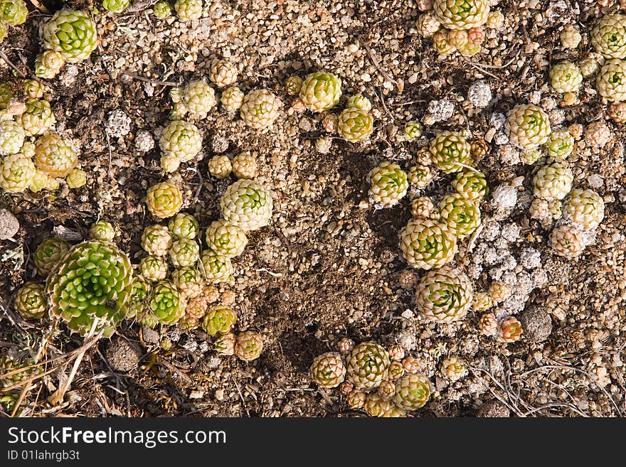 Orpine is growing in stones. Orpine is growing in stones