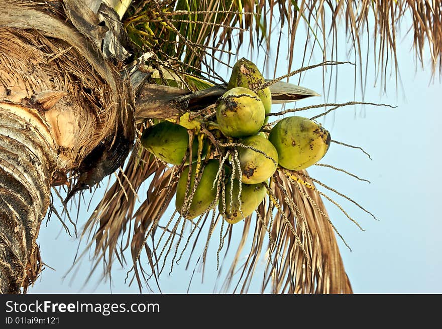 Looking up at cluster of coconuts growing on palm tree