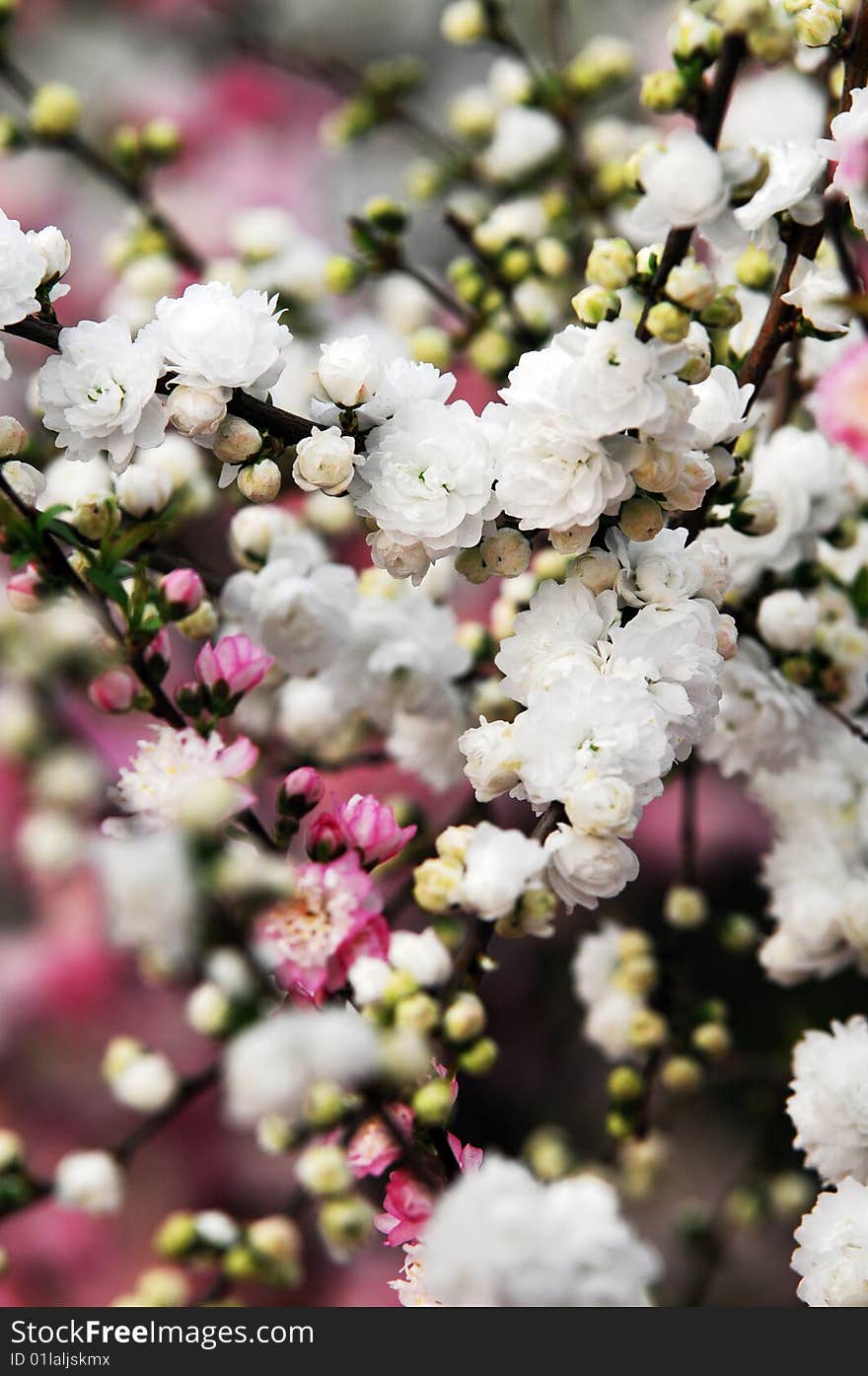 A lot beautiful flowers open on spring