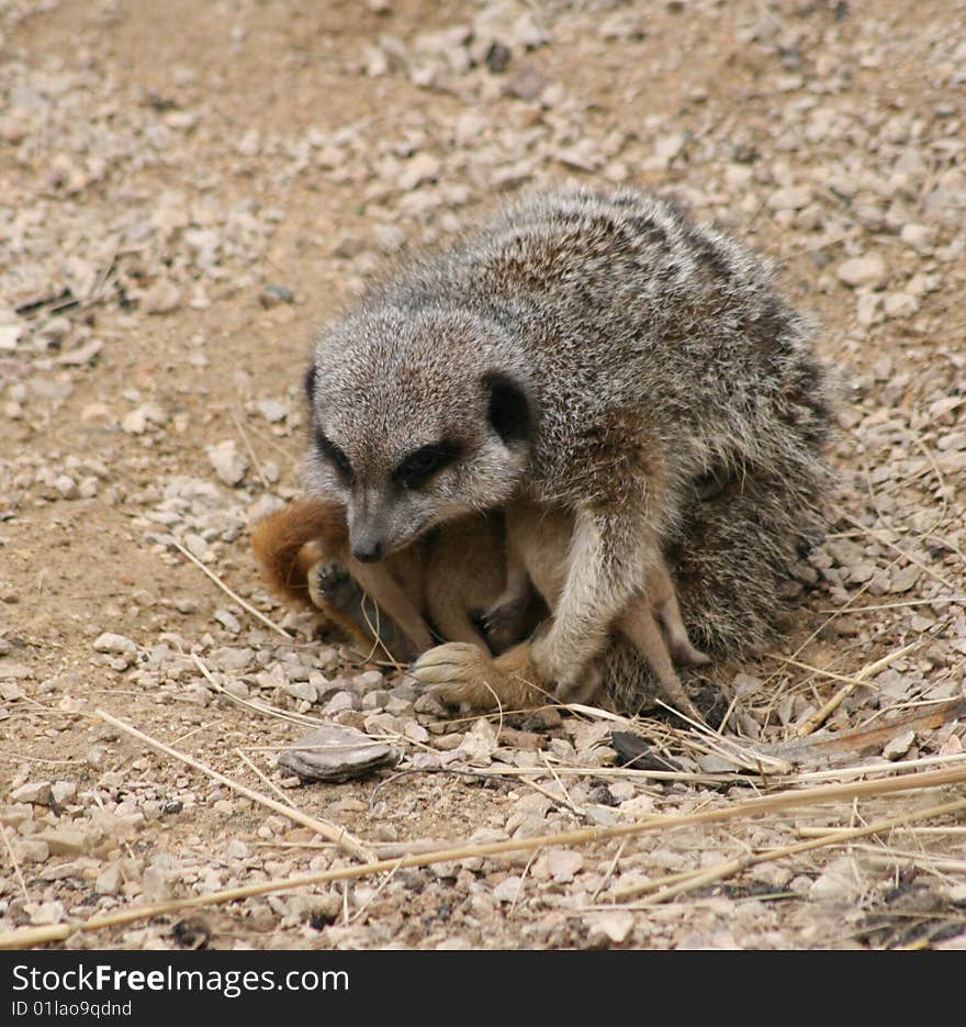 Meerkat