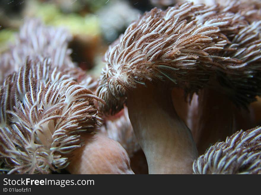 Spikey coral in the sea