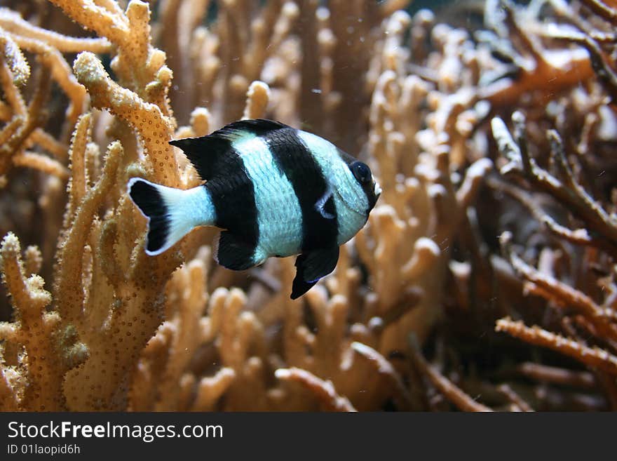 A striped black and white fish swimming by coral. A striped black and white fish swimming by coral