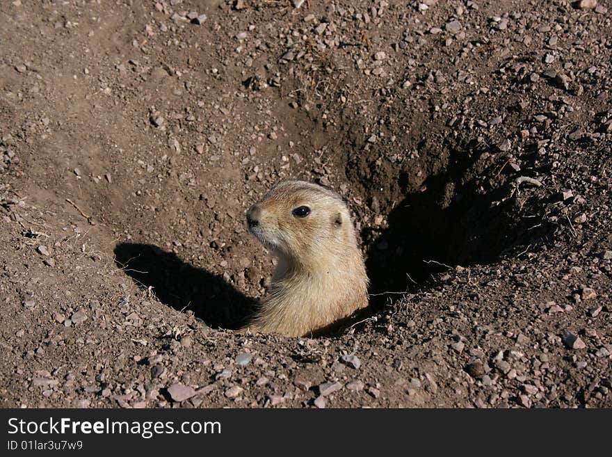 Prairie dog loocking out of his home