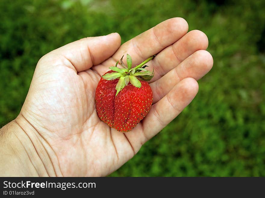 Fresh juicy strawberry in reliable hands. Fresh juicy strawberry in reliable hands