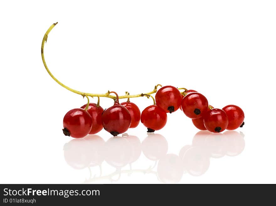 Red Currant Isolated