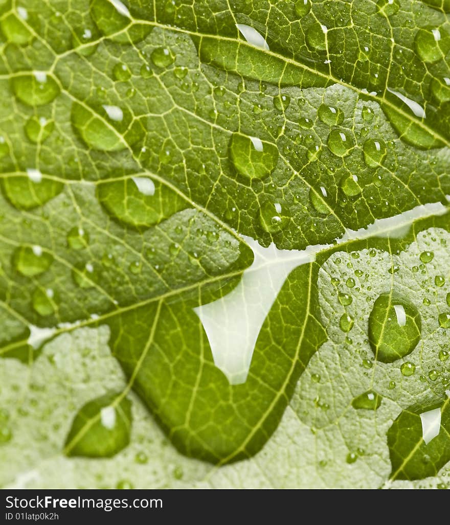 Leaf with drops close-up background