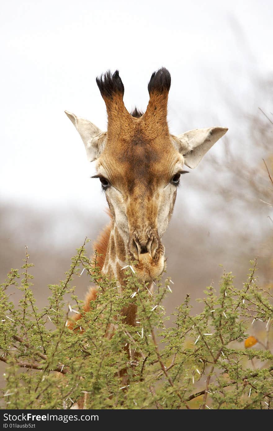 Giraffe browsing on a thorn tree