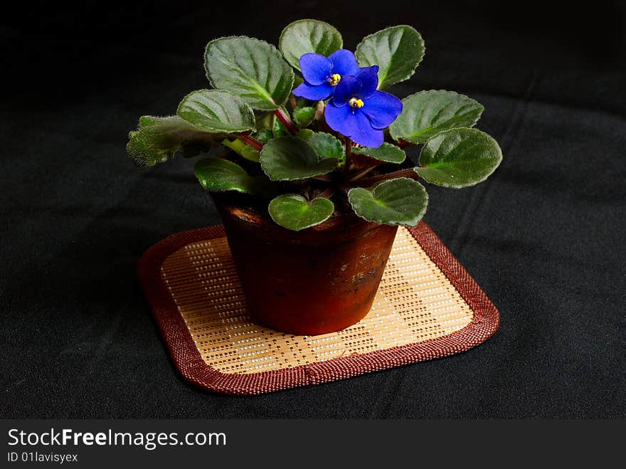 Violet in flower pot on black silk. Violet in flower pot on black silk