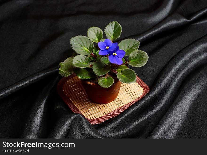 Violet in flower pot on black silk. Violet in flower pot on black silk