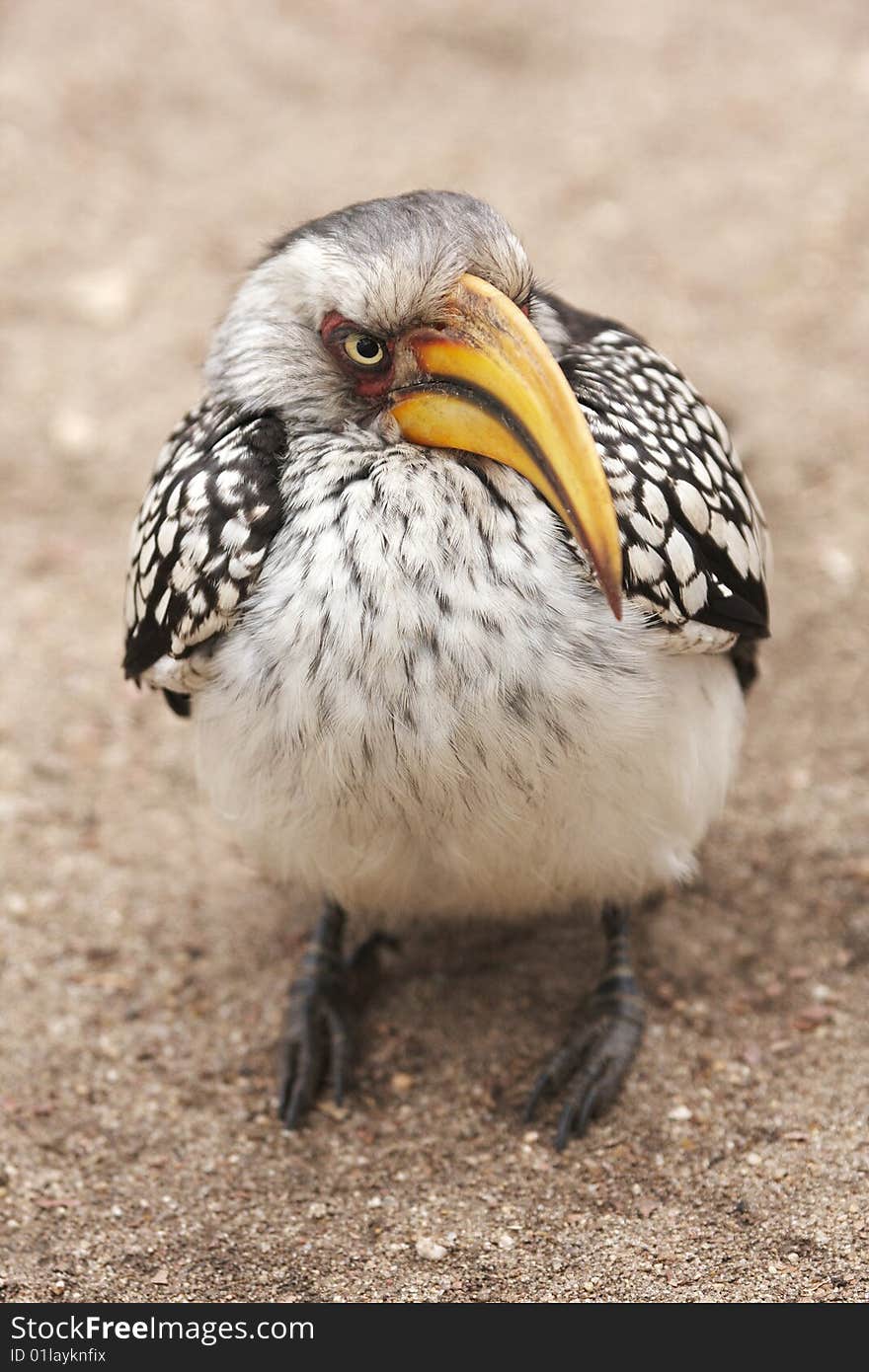 A glowering yellowbilled hornbill, tockus flavioristis,. A glowering yellowbilled hornbill, tockus flavioristis,