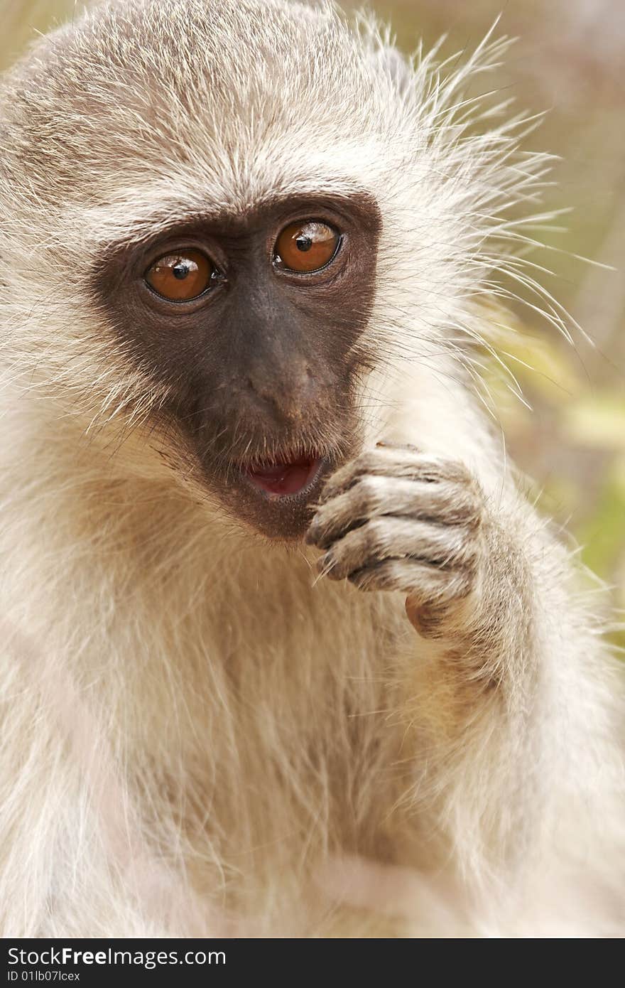 A vervet monkey, cercopithecus aethiops, in a pensive pose. A vervet monkey, cercopithecus aethiops, in a pensive pose.