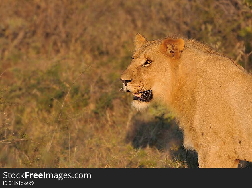 Lioness in the sun getting ready to hunt. Lioness in the sun getting ready to hunt