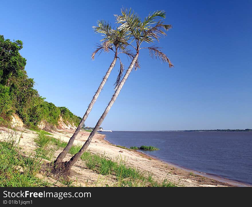 Amazon river and palms - Amazonia - Brazil