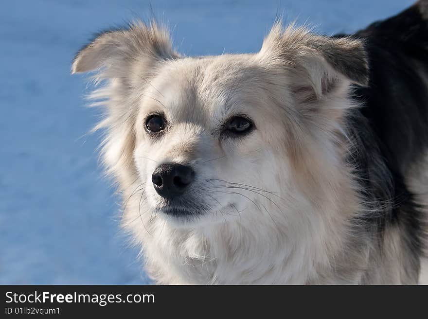 Fair mongrel dog looking attentively. Shallow depth-of-field.