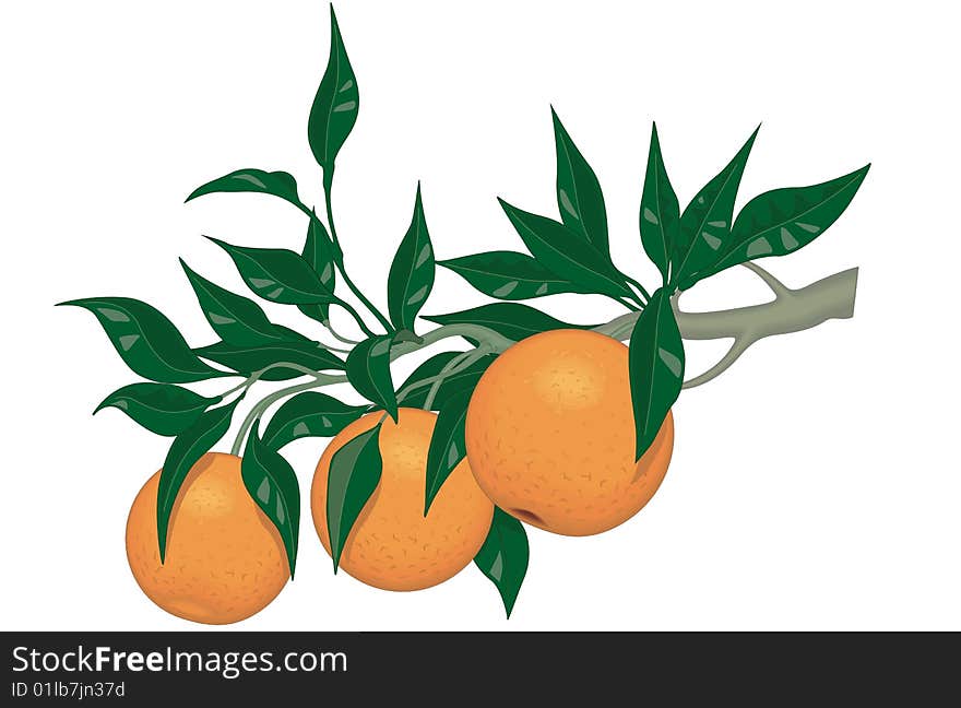 Still Life On A Composition Of Oranges