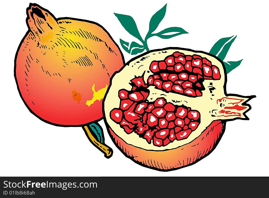 Illustration  Of Pomegranates