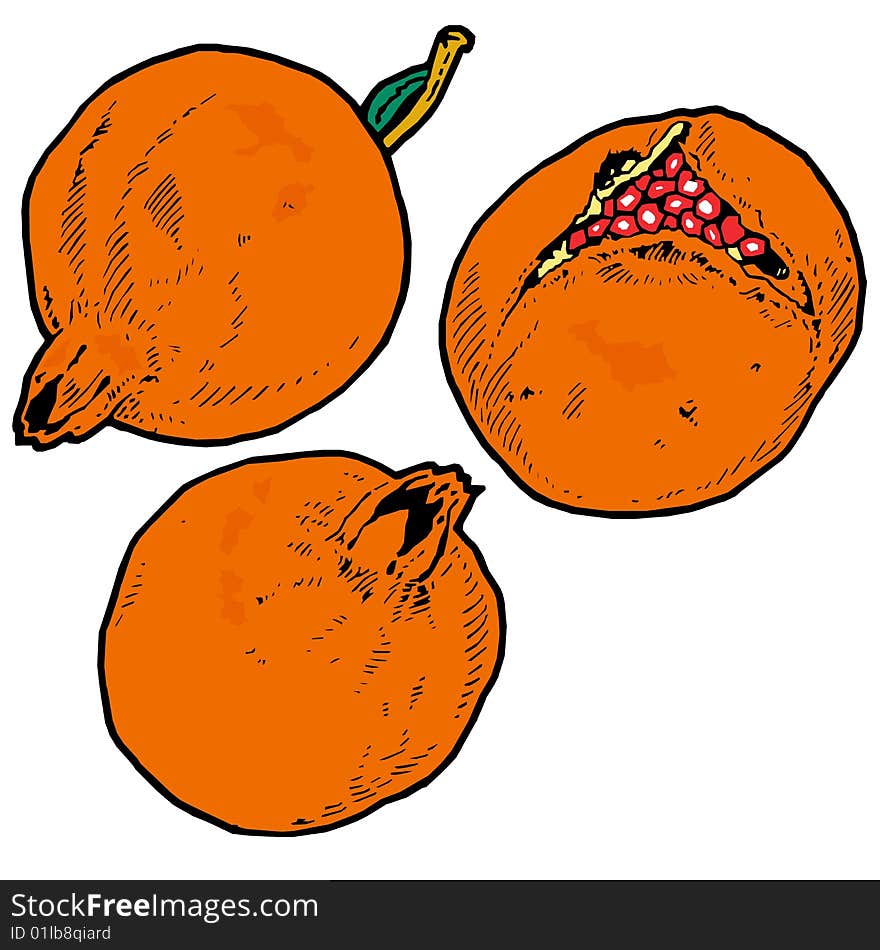 Illustration  Of Pomegranates