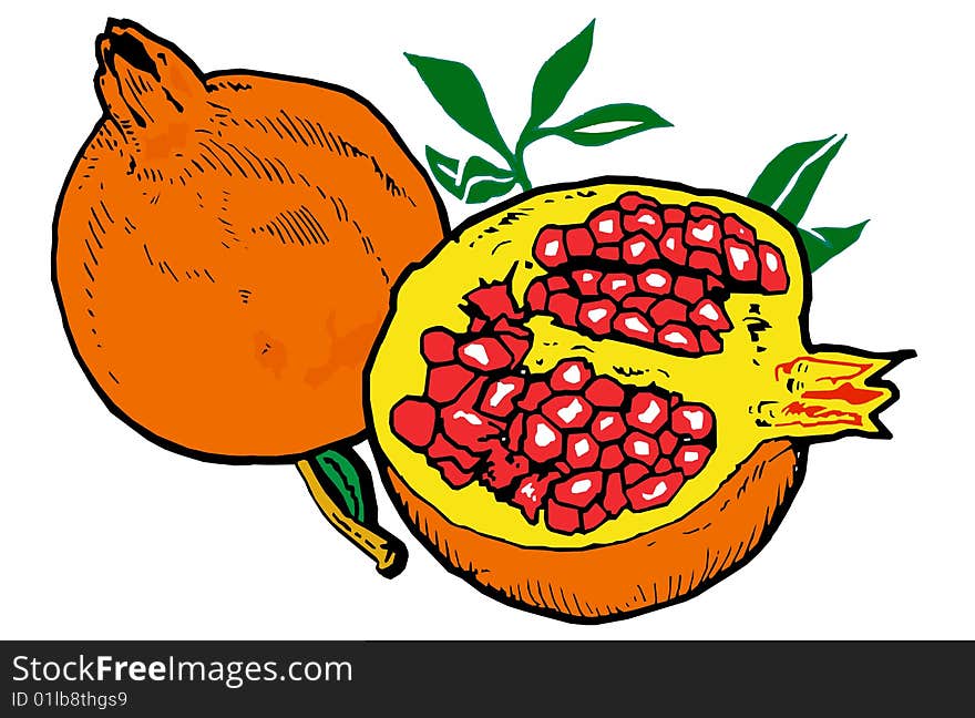 Illustration  of Pomegranates