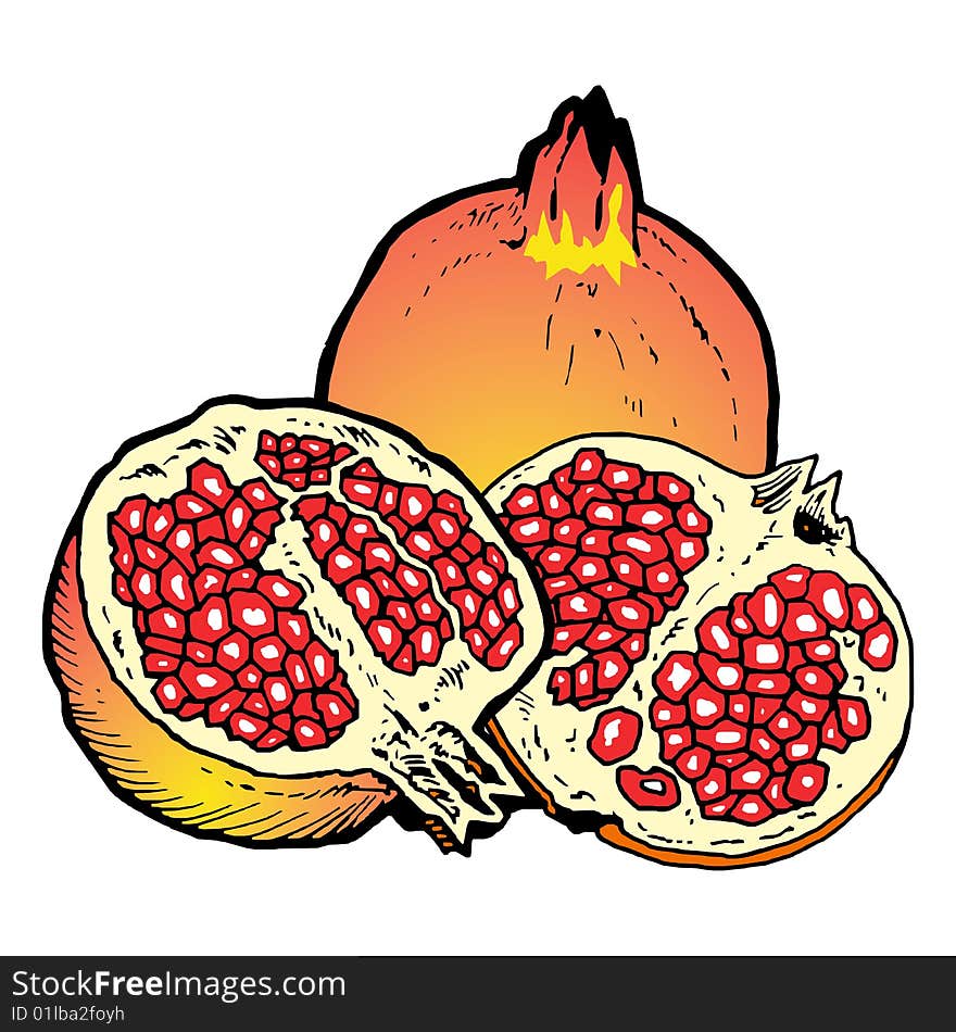 Illustration  of Pomegranates