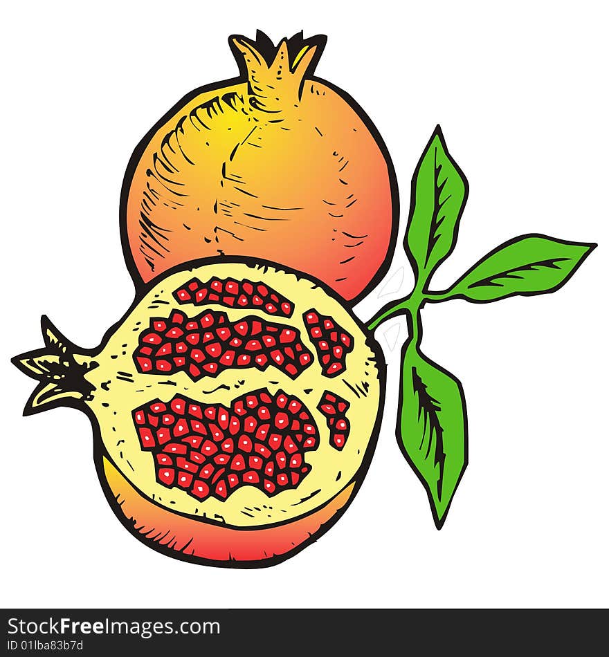 Illustration  of Pomegranates