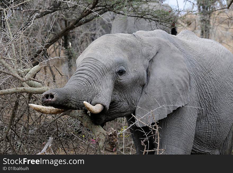 An Elephant in The Serengeti with a Truncated Trunk. An Elephant in The Serengeti with a Truncated Trunk